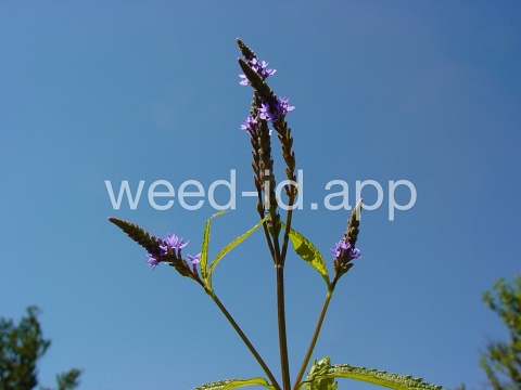 vervain, blue